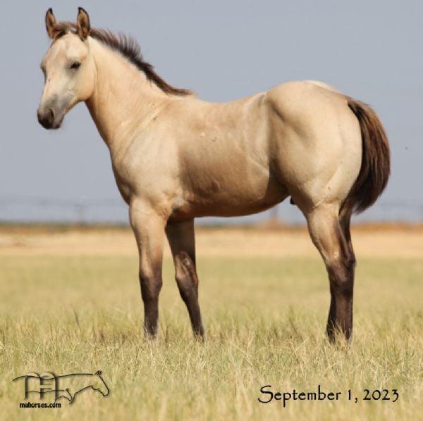 Catcha Ghost Flite's 2023 Buckskin Colt